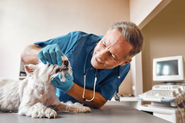 Best Emergency Tooth Extraction in Emerd Mountain, AL